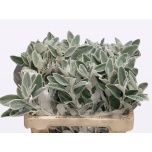 Senecio Ristirohi Jacobea Full Moon 50cm