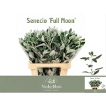 Senecio Ristirohi Jacobea Full Moon 65cm