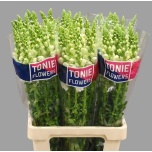 Antirrhinum Lõvilõug Maryland White 70cm