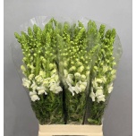 Antirrhinum Lõvilõug Maryland White 70cm