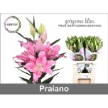 Lilium Liilia OR Praiano 90cm