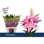 Lilium Liilia OR Praiano 95cm