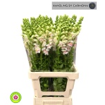 Antirrhinum Lõvilõug Plumblossom 70cm