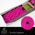Gerbera MINI Anna*30