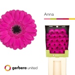 Gerbera MINI Diamond Anna*25