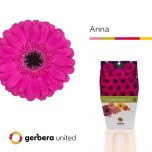 Gerbera MINI Diamond Anna*20