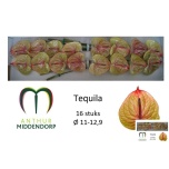 Anthurium Flamingolill Tequila