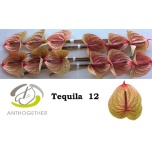 Anthurium Flamingolill Tequila