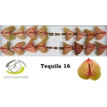 Anthurium Flamingolill Tequila