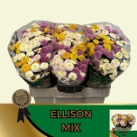 Chrysanthemum Krüsanteem SANTINI Ellison MIX*25