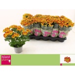 Chrysanthemum rainbow circus 12cm