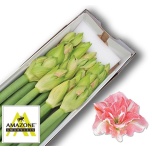 Hippeastrum Ratsuritäht Double Lovely Nymph