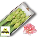 Hippeastrum Ratsuritäht Double Lovely Nymph