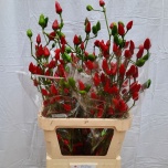 Capsicum Paprika Xmas 80cm