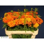 Tagetes Peiulill promise orange 75cm