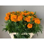 Tagetes promise orange 80cm