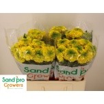 Tagetes promise yellow 60cm