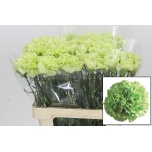 Dianthus Nelk ST Lady Moe*20