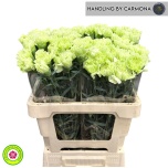 Dianthus Nelk ST Lady Moe*20