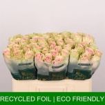 Roos 50cm Frutteto
