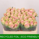 Roos 50cm Frutteto