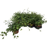 Hedera helix Jessica 13cm