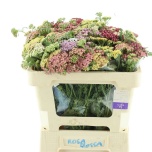 Achillea Raudrohi mix rainbow 50cm