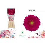 Gerbera MINI Airplay*20