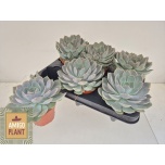 Echeveria Soomuslehik grande cinza 10,5cm
