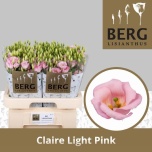 Eustoma Preeriakell Claire Light Pink
