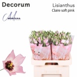 Eustoma Preeriakell Claire Light Pink (Montana Lisianthus, Decorum)