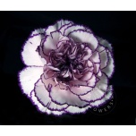 Dianthus Nelk ST Damascus*20