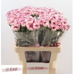 Dianthus Nelk ST Damascus*20