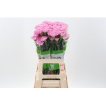 Dianthus Nelk ST Damascus*20