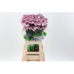 Dianthus Nelk ST Damascus*20