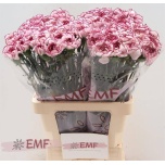 Dianthus Nelk ST Damascus*20