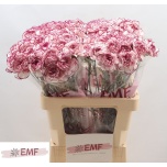 Dianthus Nelk ST Damascus*20