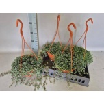 Pilea peperomoides 15cm