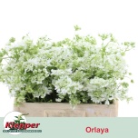 Orlaya White Finch 50cm