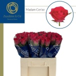 Roos 60cm Madam Cerise (Zuurbier)
