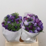 Anemone mistral plus azzurro