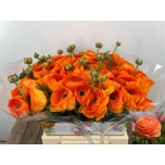 Ranunculus Tulkas Mambo 40cm