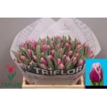Tulp fr San Martin