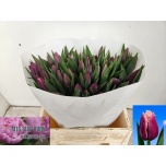 Tulp fr San Martin