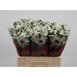 Limonium Parkjuur Olga White 60cm
