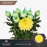 Chrysanthemum Krüsanteem BL Magnum Yellow 100gr*10