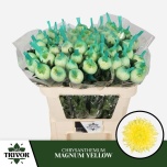 Chrysanthemum Krüsanteem BL Magnum Yellow 70gr*10