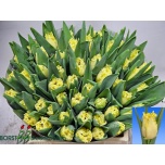 Tulp fr Rebellious Yellow/Bloomon