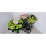 Hydrangea macrophylla rembrandt vibrant verde 15cm