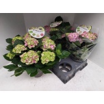 Hydrangea macrophylla rembrandt vibrant verde 15cm